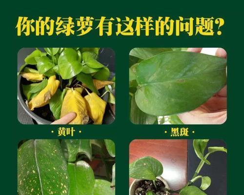绿萝施肥过量了怎么补救？有哪些处理措施？