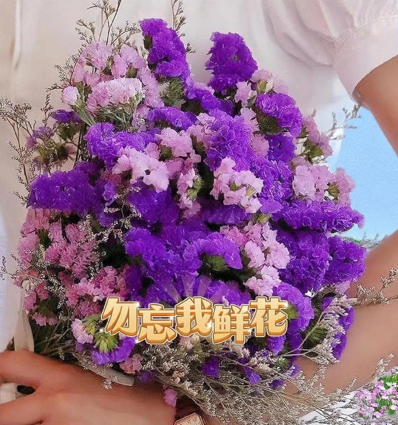 勿忘我种植的秘诀是什么？
