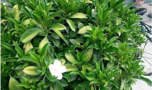 非洲莫莉的养殖方法是什么？