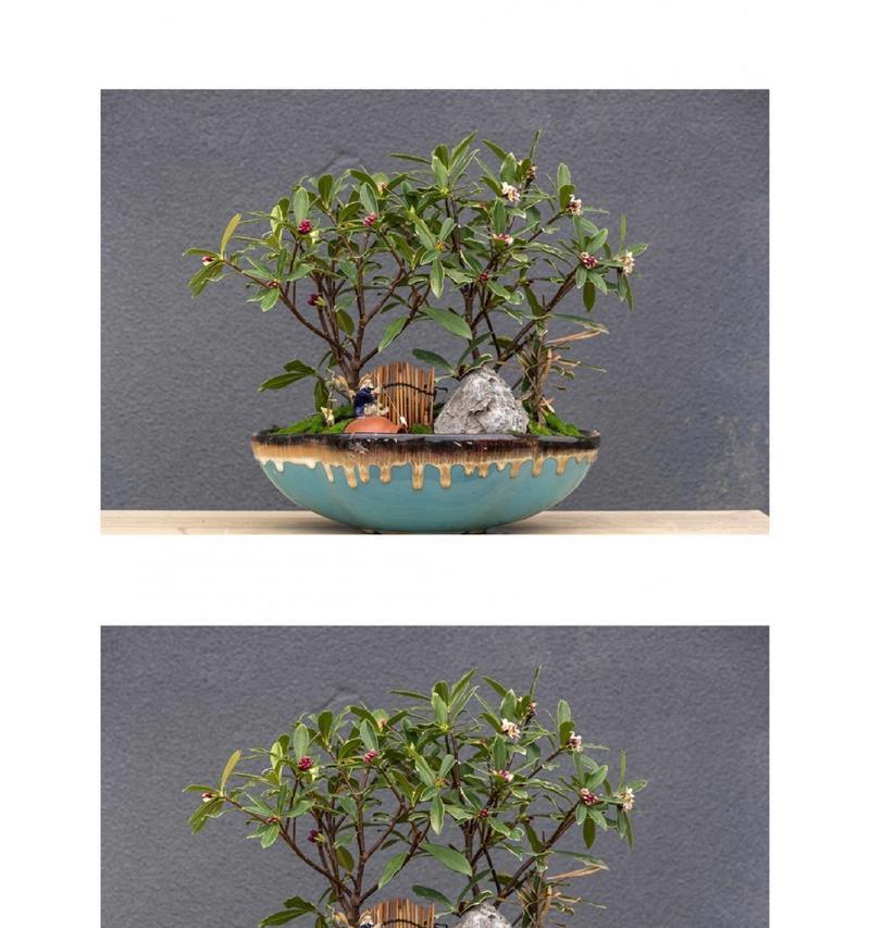 蕊香花养殖方法有哪些？