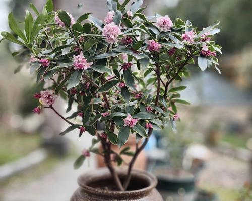 蕊香花养殖方法有哪些？