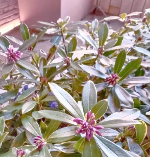 蕊香花养殖方法有哪些？