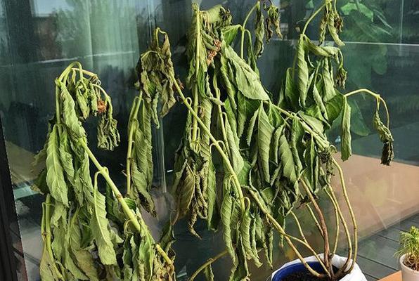 绣球切花蔫了的原因是什么？绣球切花蔫了后如何使其恢复？