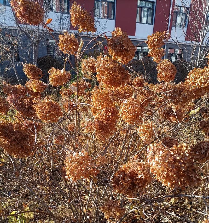 绣球切花蔫了的原因是什么？绣球切花蔫了后如何使其恢复？