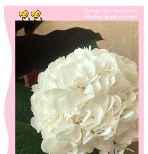 绣球切花蔫了的原因是什么？绣球切花蔫了后如何使其恢复？