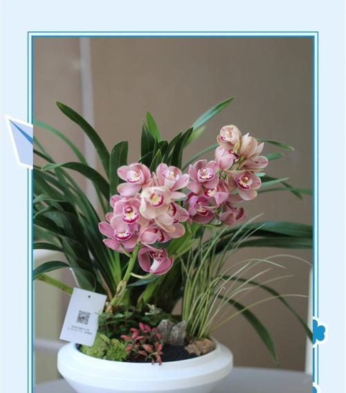 大花蕙兰开花的秘诀是什么？