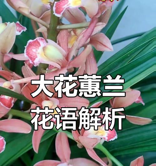 大花蕙兰开花的秘诀是什么？
