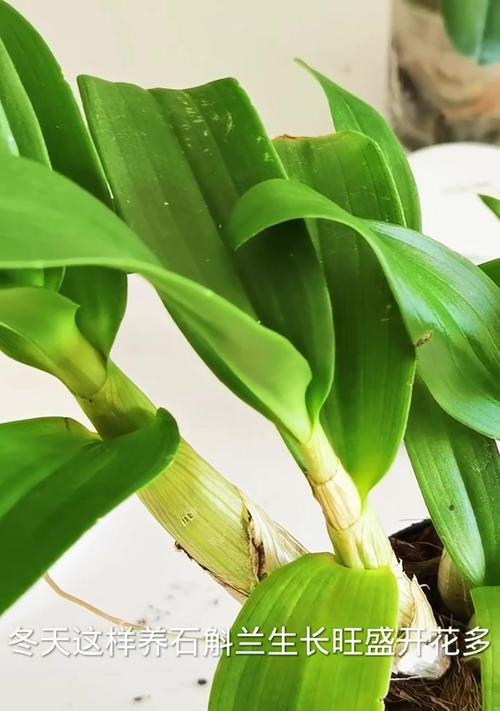 石斛养殖最适合哪种土壤？石斛的种植技巧有哪些？