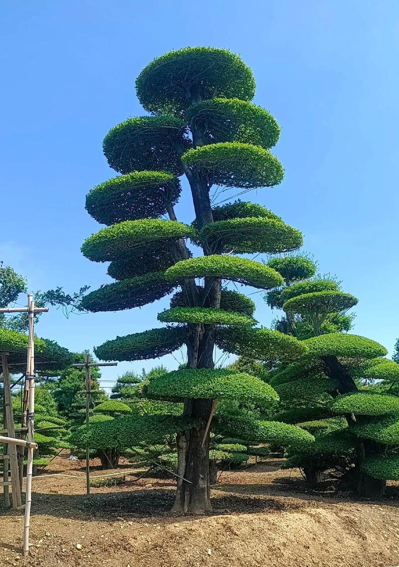 对节白蜡的修剪和造型技巧有哪些？怎样才能塑造出理想的对节白蜡形态？