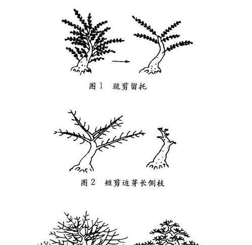 对节白蜡的修剪和造型技巧有哪些？怎样才能塑造出理想的对节白蜡形态？