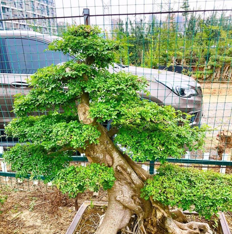 对节白蜡的修剪和造型技巧有哪些？怎样才能塑造出理想的对节白蜡形态？