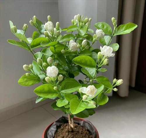 茉莉花繁殖的简易方法有哪些？茉莉繁殖需要注意什么？