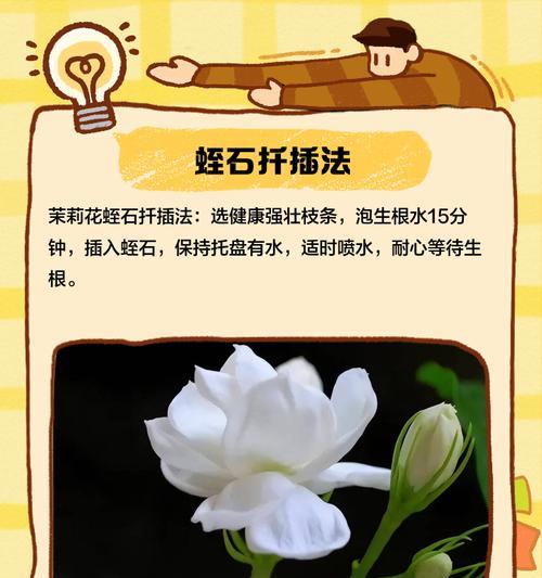 茉莉花繁殖的简易方法有哪些？茉莉繁殖需要注意什么？