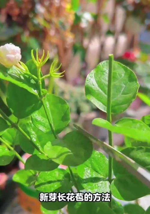 茉莉花繁殖的简易方法有哪些？茉莉繁殖需要注意什么？