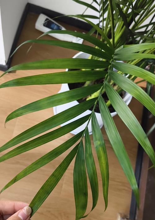 室内植物的养护技巧是什么？