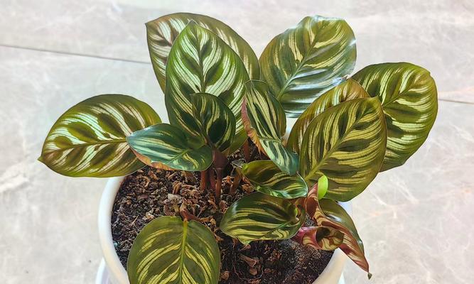 室内植物的养护技巧是什么？