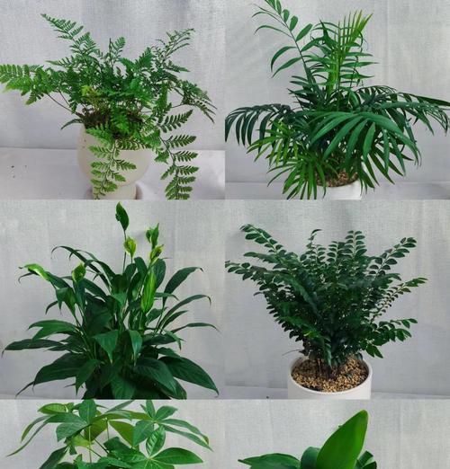 室内植物的养护技巧是什么？