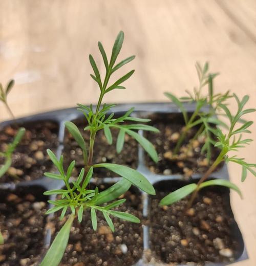 波斯菊倒伏怎么办？波斯菊倒伏后的处理方法是什么？