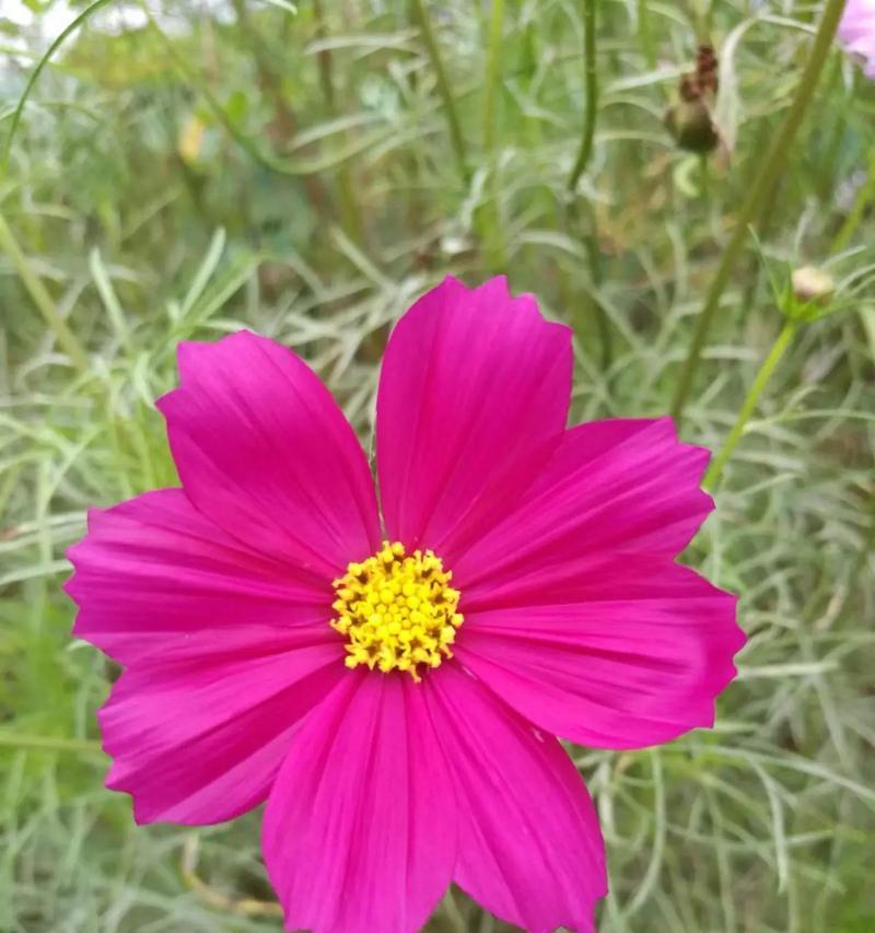 波斯菊倒伏怎么办？波斯菊倒伏后的处理方法是什么？