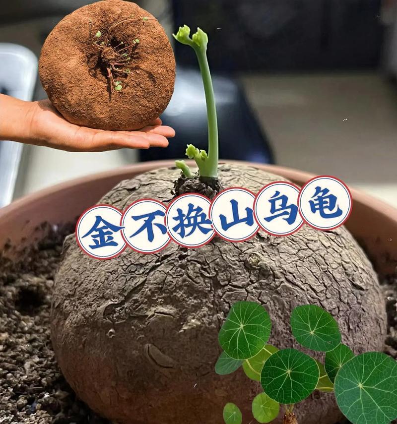 盆栽绿植有哪些？它们的空气净化能力和养护要点是什么？