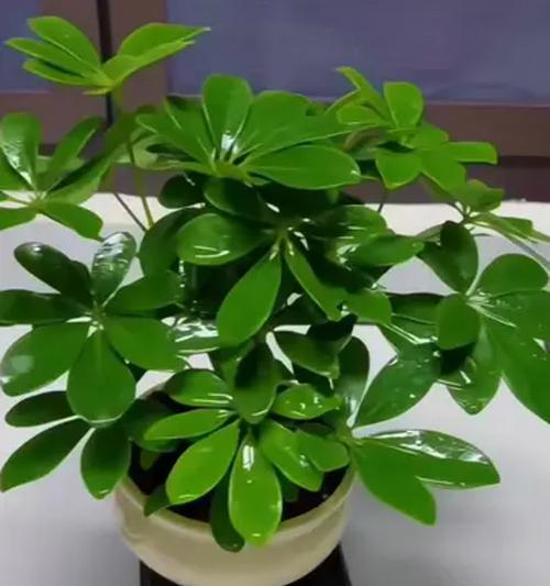 盆栽绿植有哪些？它们的空气净化能力和养护要点是什么？