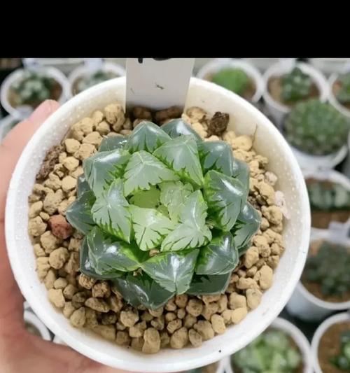 玉露散光的含义及其对植物的影响是什么？