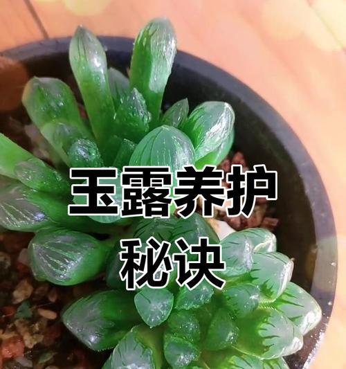 玉露散光的含义及其对植物的影响是什么？