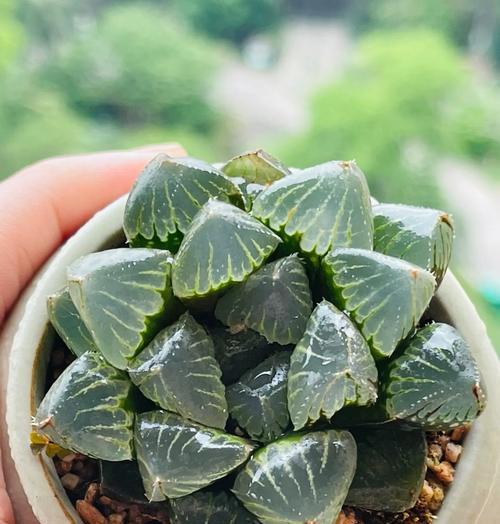 玉露散光的含义及其对植物的影响是什么？