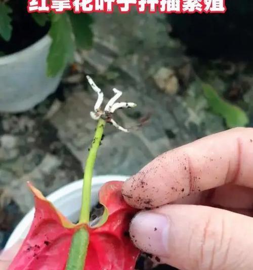 红掌换土的最佳时机是什么时候？