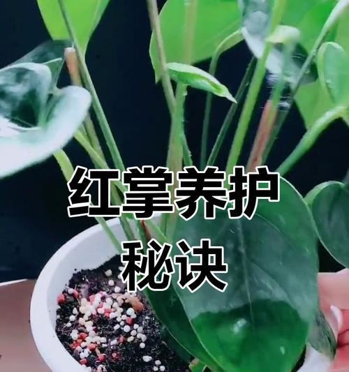 红掌换土的最佳时机是什么时候？
