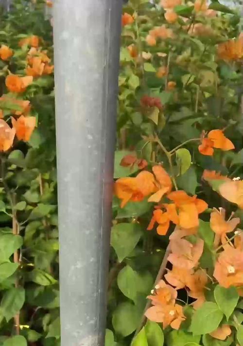 绿萝焉了的解决方法有哪些？