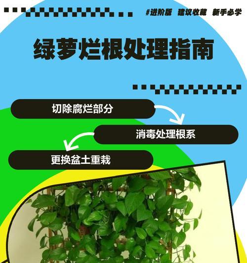 绿萝焉了的解决方法有哪些？