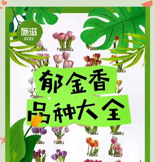 郁金香繁殖方法及常见问题解答？