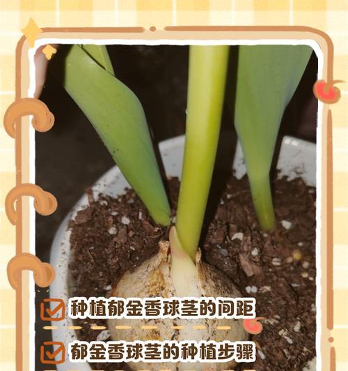 郁金香繁殖方法及常见问题解答？