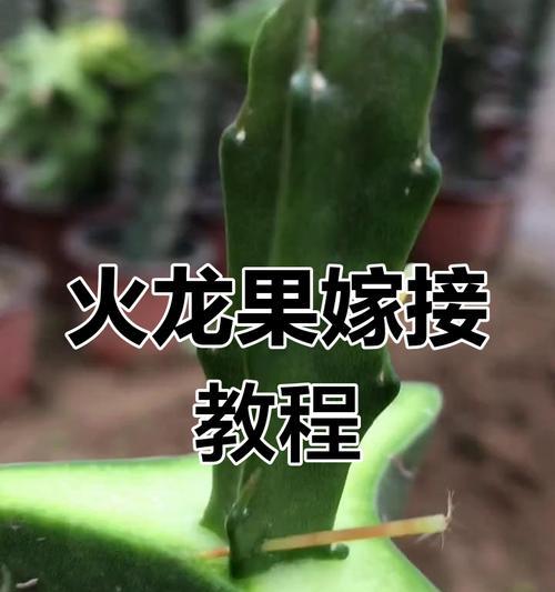 令箭荷花为什么要嫁接？令箭荷花嫁接的好处是什么？