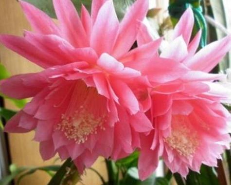 令箭荷花为什么要嫁接？令箭荷花嫁接的好处是什么？