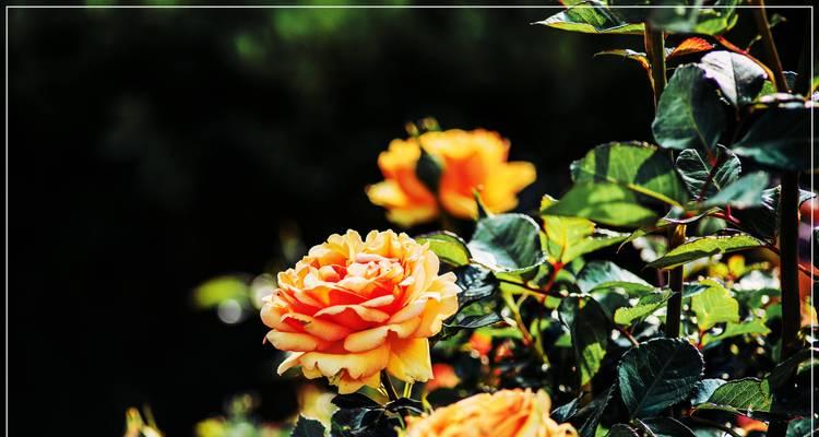 春天的花朵有哪些特点？春天适合种植哪些花朵？