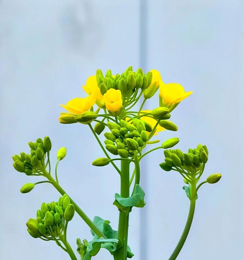 春天的花朵有哪些特点？春天适合种植哪些花朵？