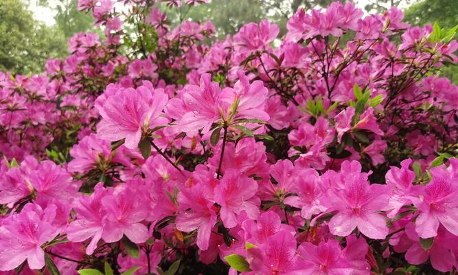 春天的花朵有哪些特点？春天适合种植哪些花朵？