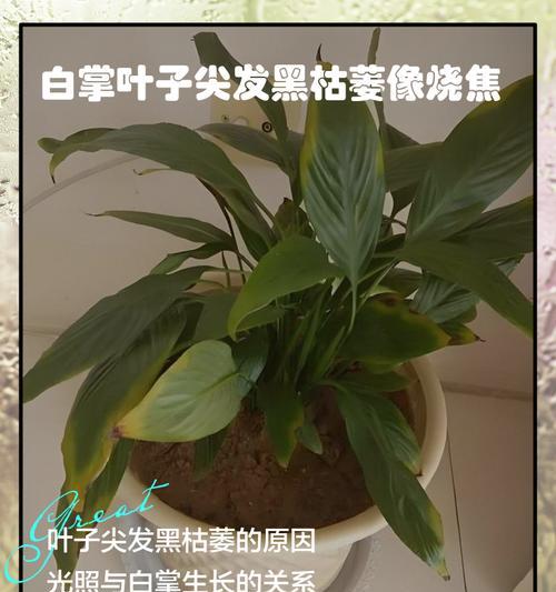 白掌叶子尖发黄怎么办？如何解决？