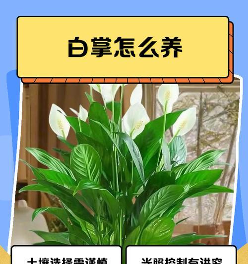 白掌叶子尖发黄怎么办？如何解决？