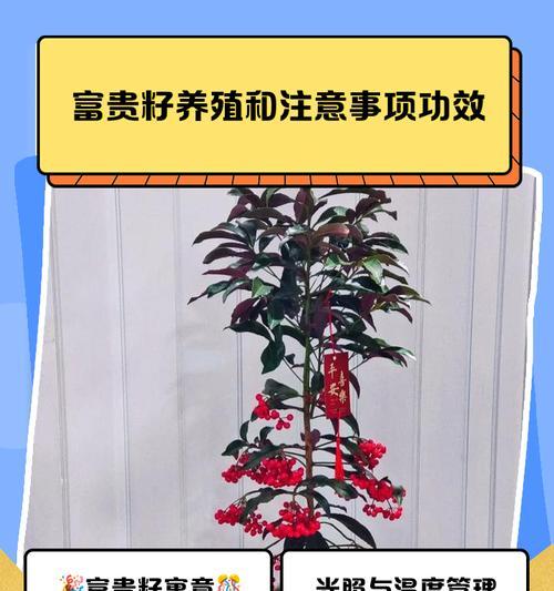 朱砂根修剪技巧是什么？怎样剪才能促进生长？