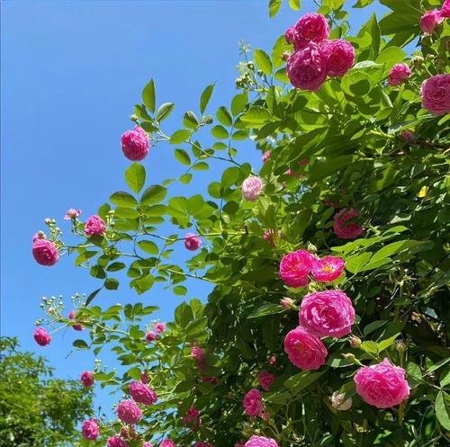 蔷薇花什么时候种植？种植时的土壤和环境要求是什么？