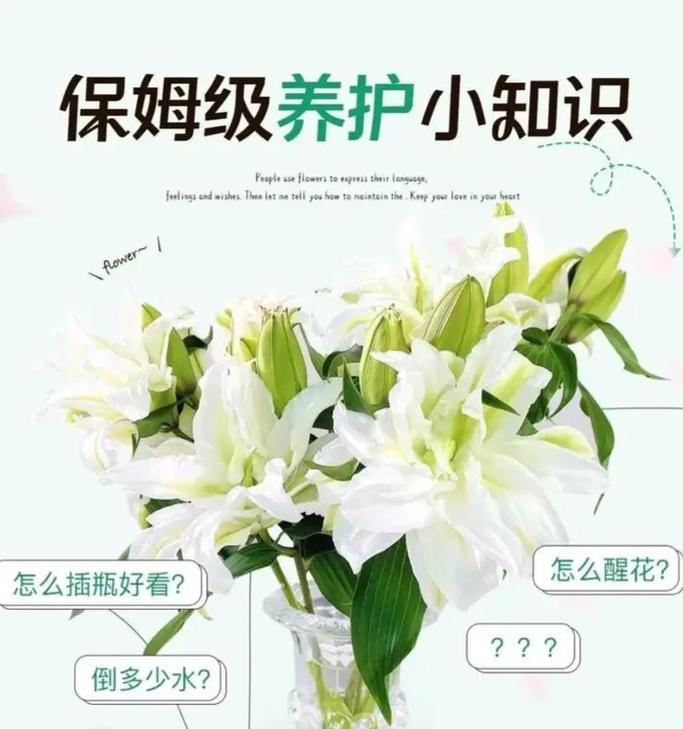 百合鲜花的养护方法是什么？百合鲜花养护过程中常见问题解答？