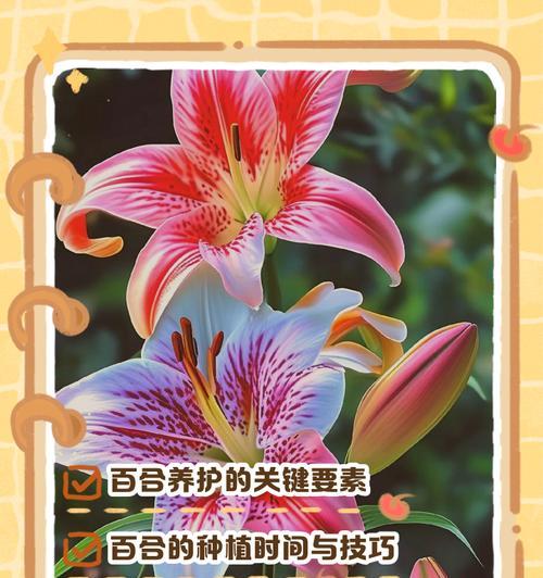 百合鲜花的养护方法是什么？百合鲜花养护过程中常见问题解答？