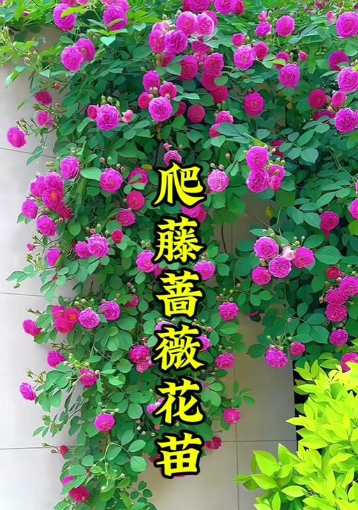 爬藤蔷薇品种有哪些？爬藤蔷薇的种植和养护方法是什么？