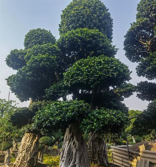 桩景有哪些品种？桩景品种选择的常见问题是什么？