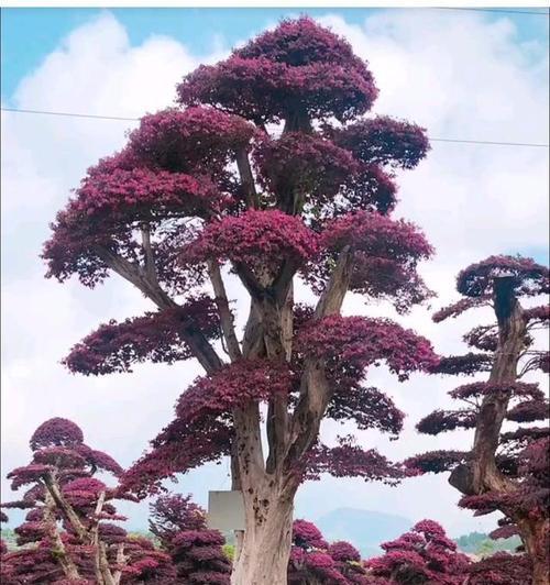 桩景有哪些品种？桩景品种选择的常见问题是什么？