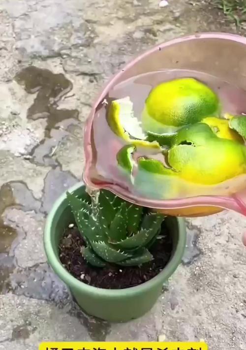 香蕉皮能做花肥吗？怎么做效果最好？
