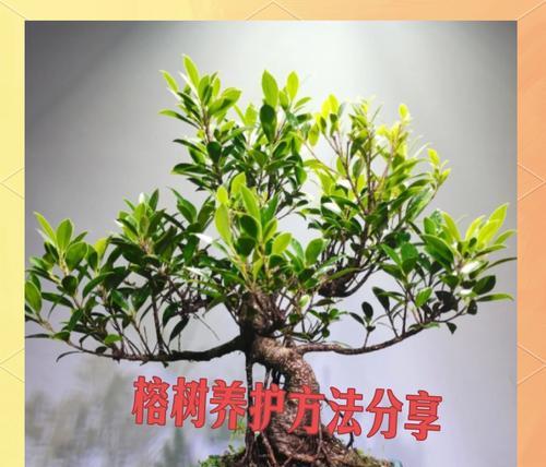 榕树榕树怎么养护？榕树盆景养护的常见问题？